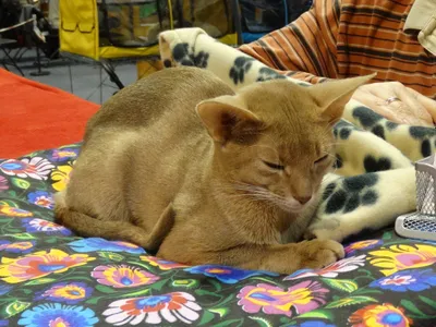 Chat Abyssin au pelage fauve tacheté (ticked tabby), grandes oreilles pointues, couché sur un tissu fleuri