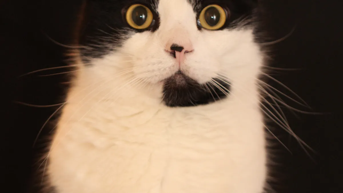 Chat American Shorthair bicolore noir et blanc, grands yeux dorés, portrait de face sur fond sombre