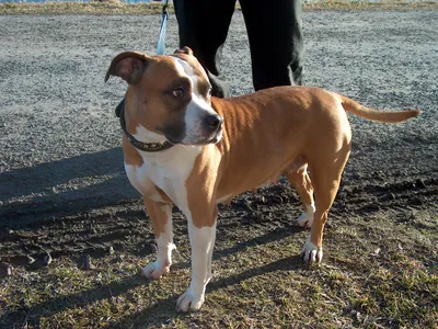 American Staffordshire Terrier fauve et blanc, corps musclé, en laisse sur un chemin de terre