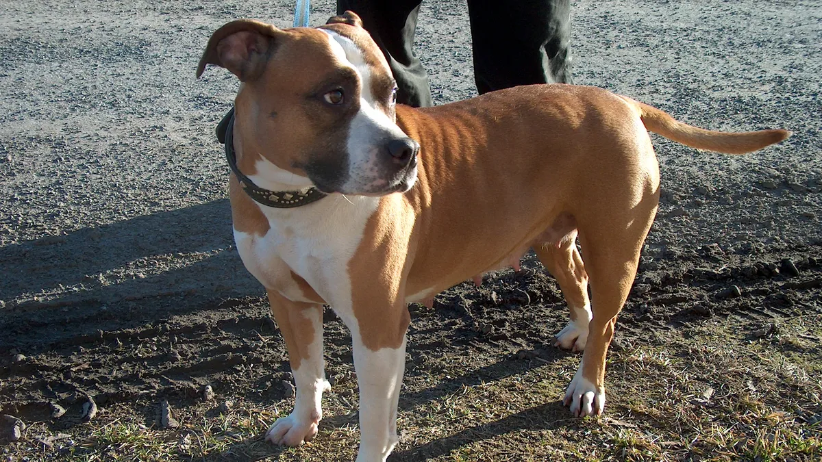 American Staffordshire Terrier fauve et blanc, corps musclé, en laisse sur un chemin de terre
