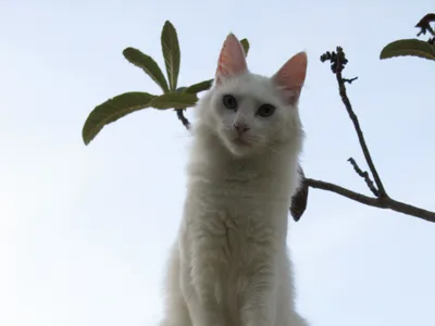 Chat Angora Turc blanc, silhouette élancée, grandes oreilles pointues, assis en hauteur sur une clôture en bambou