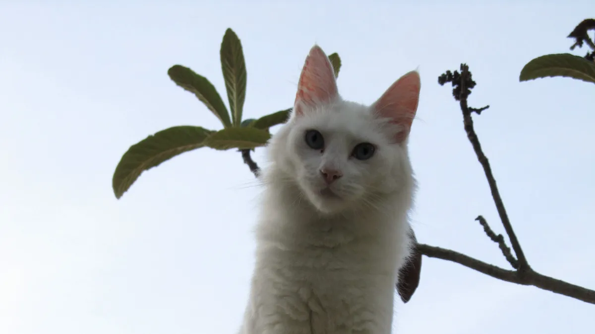 Chat Angora Turc blanc, silhouette élancée, grandes oreilles pointues, assis en hauteur sur une clôture en bambou