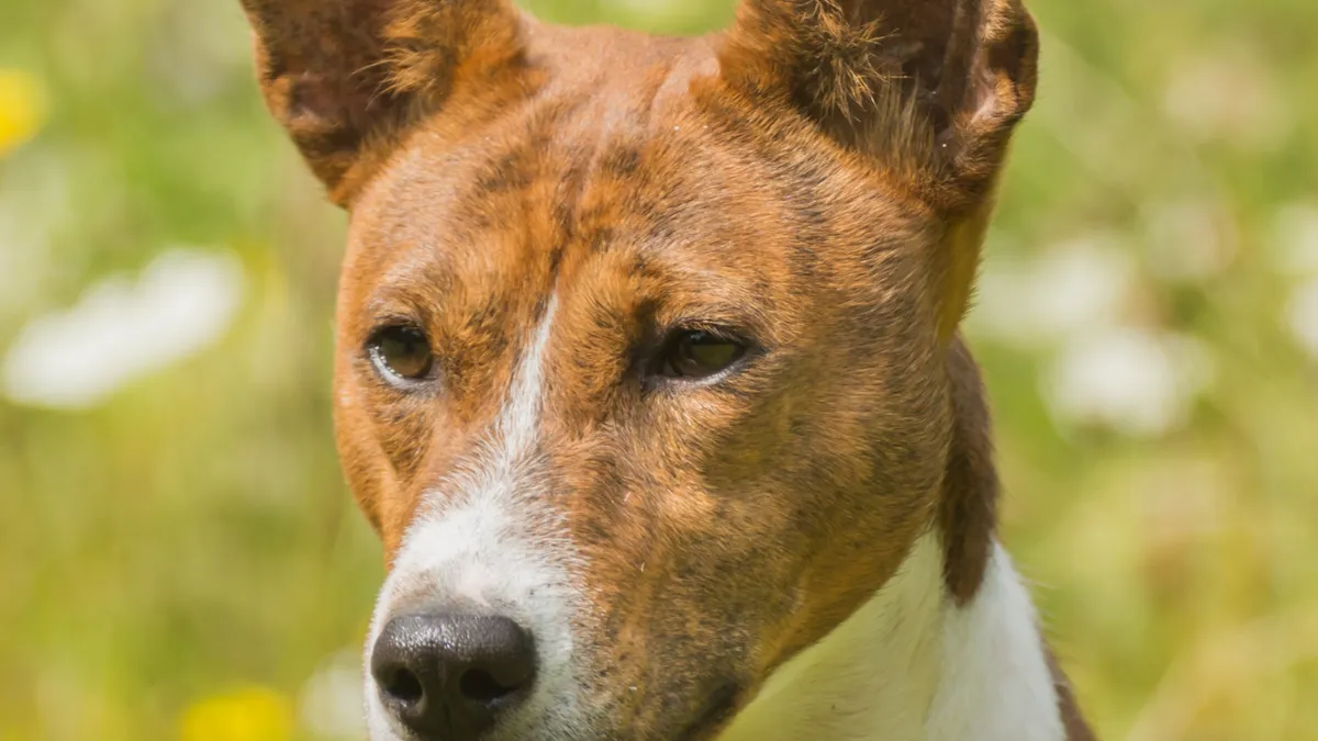 Basenji au poil court fauve et blanc, oreilles dressées et front plissé, en position d'alerte