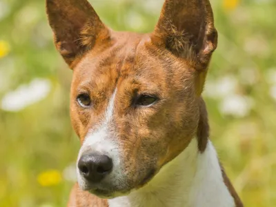 Basenji au poil court fauve et blanc, oreilles dressées et front plissé, en position d'alerte