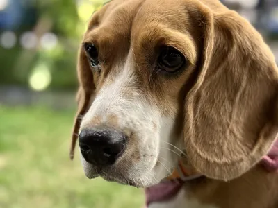 Beagle tricolore en gros plan, oreilles tombantes, regard attentif, museau blanc et brun