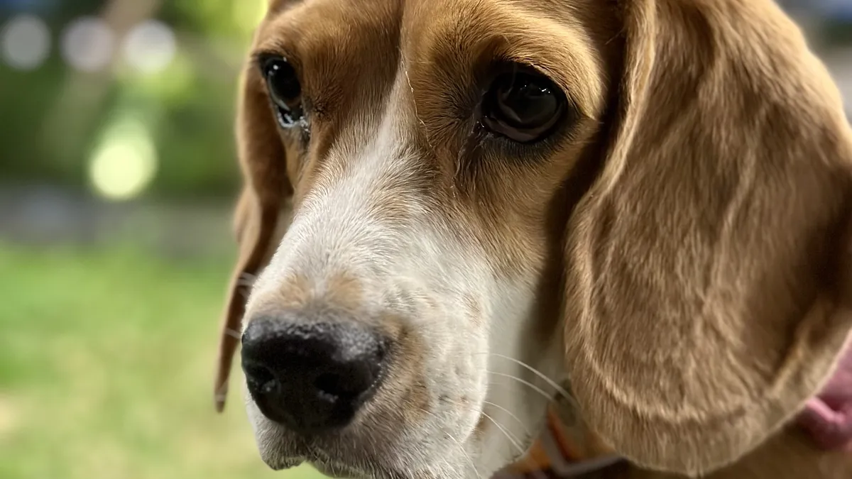 Beagle tricolore en gros plan, oreilles tombantes, regard attentif, museau blanc et brun