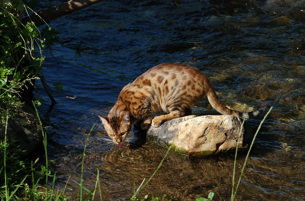 Chat Bengal au pelage tacheté façon léopard, posture athlétique et regard vif