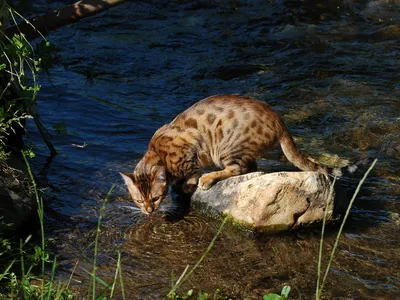 Chat Bengal au pelage tacheté façon léopard, posture athlétique et regard vif