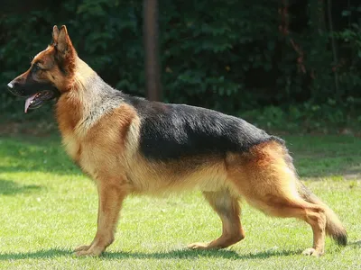 Berger Allemand de profil, en position debout sur l'herbe