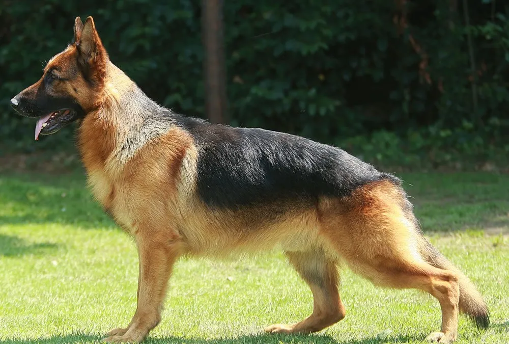 Berger Allemand de profil, en position debout sur l'herbe