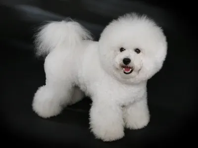 Bichon Frisé debout sur l'herbe, pelage blanc frisé et cotonneux, queue portée sur le dos
