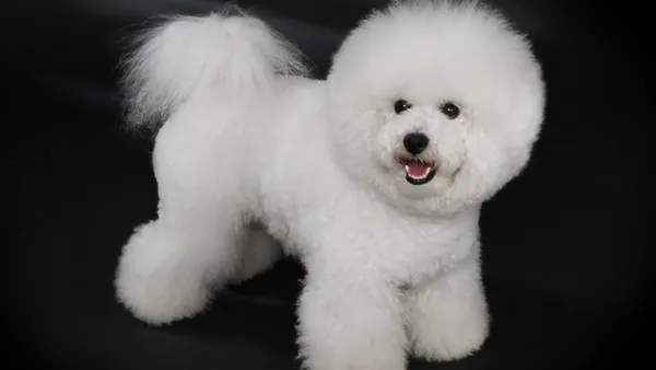 Bichon Frisé debout sur l'herbe, pelage blanc frisé et cotonneux, queue portée sur le dos