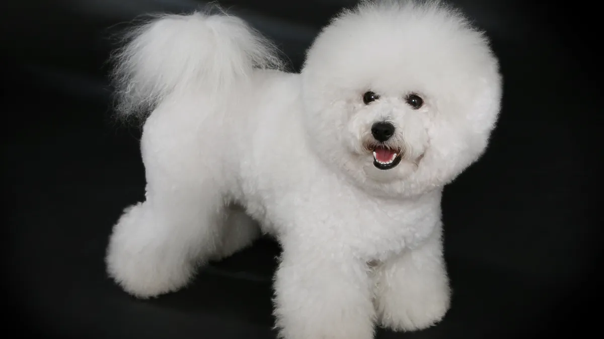 Bichon Frisé debout sur l'herbe, pelage blanc frisé et cotonneux, queue portée sur le dos