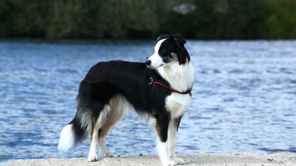 Border Collie noir et blanc en position basse caractéristique de la garde de troupeau, regard fixe et concentré