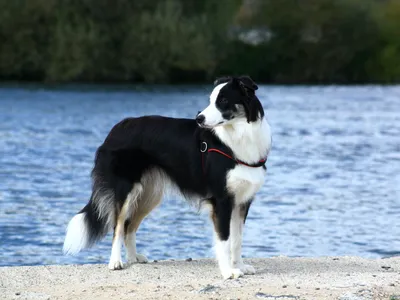 Border Collie noir et blanc en position basse caractéristique de la garde de troupeau, regard fixe et concentré