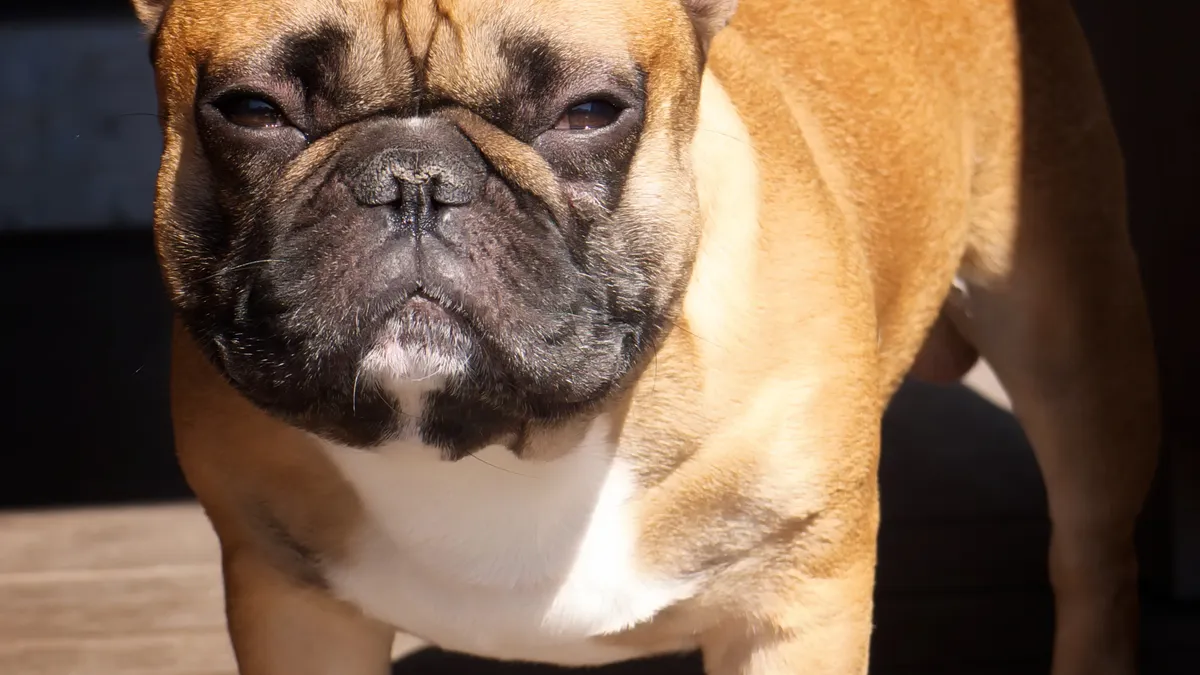 Bouledogue Français aux oreilles de chauve-souris dressées, assis de face sur un fond neutre