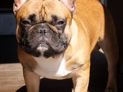 Bouledogue Français aux oreilles de chauve-souris dressées, assis de face sur un fond neutre
