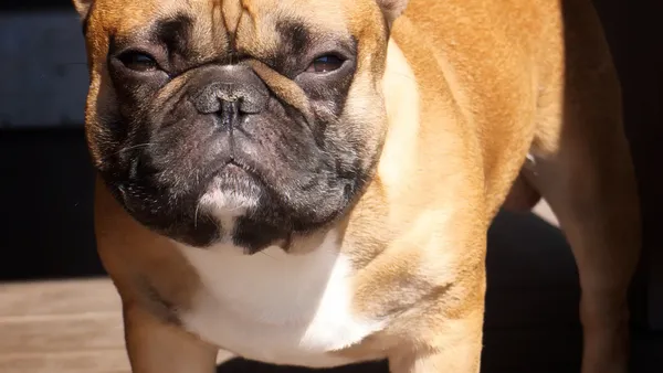 Bouledogue Français aux oreilles de chauve-souris dressées, assis de face sur un fond neutre