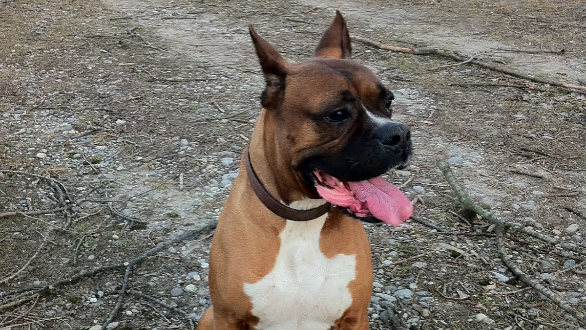 Boxer fauve et blanc, oreilles naturelles dressées, langue pendante, assis sur un chemin de graviers