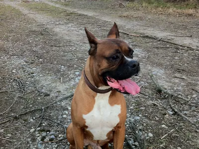 Boxer fauve et blanc, oreilles naturelles dressées, langue pendante, assis sur un chemin de graviers