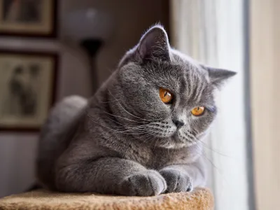 British Shorthair au pelage bleu-gris dense, silhouette ronde et compacte, assis calmement