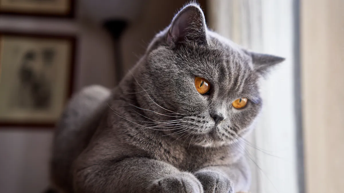British Shorthair au pelage bleu-gris dense, silhouette ronde et compacte, assis calmement