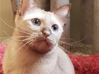 Chat Burmese couleur mocha, yeux bleus, corps musclé et compact, assis sur un tissu rouge