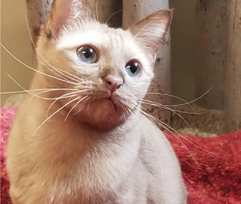 Chat Burmese couleur mocha, yeux bleus, corps musclé et compact, assis sur un tissu rouge
