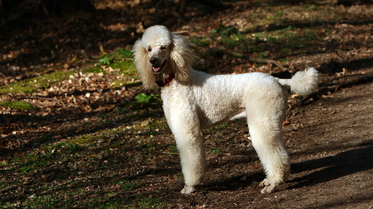 Caniche (variété moyenne ou grande) en position debout, poil frisé dense, illustrant une des quatre tailles reconnues par le standard