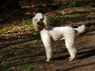 Caniche (variété moyenne ou grande) en position debout, poil frisé dense, illustrant une des quatre tailles reconnues par le standard