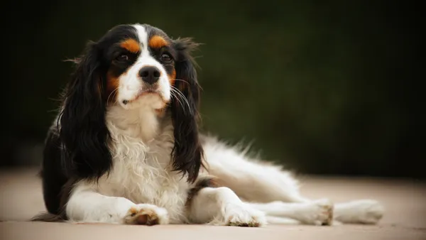 Cavalier King Charles Spaniel de couleur blenheim (marron et blanc), oreilles longues et franges soyeuses, assis dans l'herbe