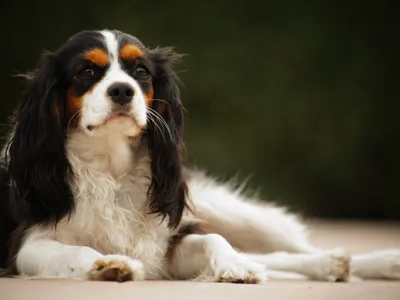 Cavalier King Charles Spaniel de couleur blenheim (marron et blanc), oreilles longues et franges soyeuses, assis dans l'herbe