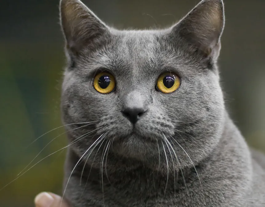 Chat Chartreux au pelage bleu-gris dense, yeux cuivrés, portrait en gros plan de face