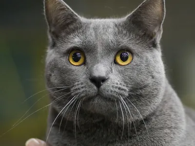 Chat Chartreux au pelage bleu-gris dense, yeux cuivrés, portrait en gros plan de face