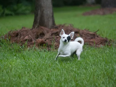 Chihuahua tête de pomme, poil court, assis et attentif, grands yeux ronds