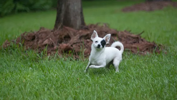 Chihuahua tête de pomme, poil court, assis et attentif, grands yeux ronds