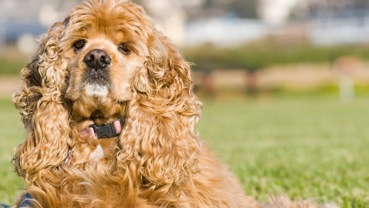 Cocker Spaniel Américain fauve au pelage long et bouclé, grandes oreilles tombantes, portrait de face