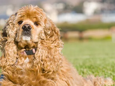 Cocker Spaniel Américain fauve au pelage long et bouclé, grandes oreilles tombantes, portrait de face