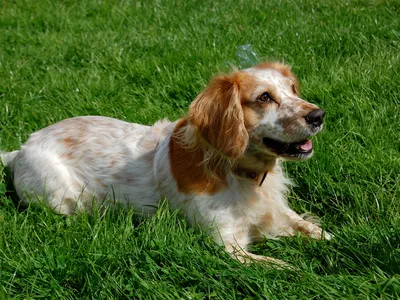 Cocker Spaniel Anglais de profil, longues oreilles tombantes et pelage ondulé