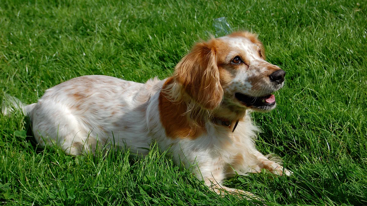 Cocker Spaniel Anglais de profil, longues oreilles tombantes et pelage ondulé