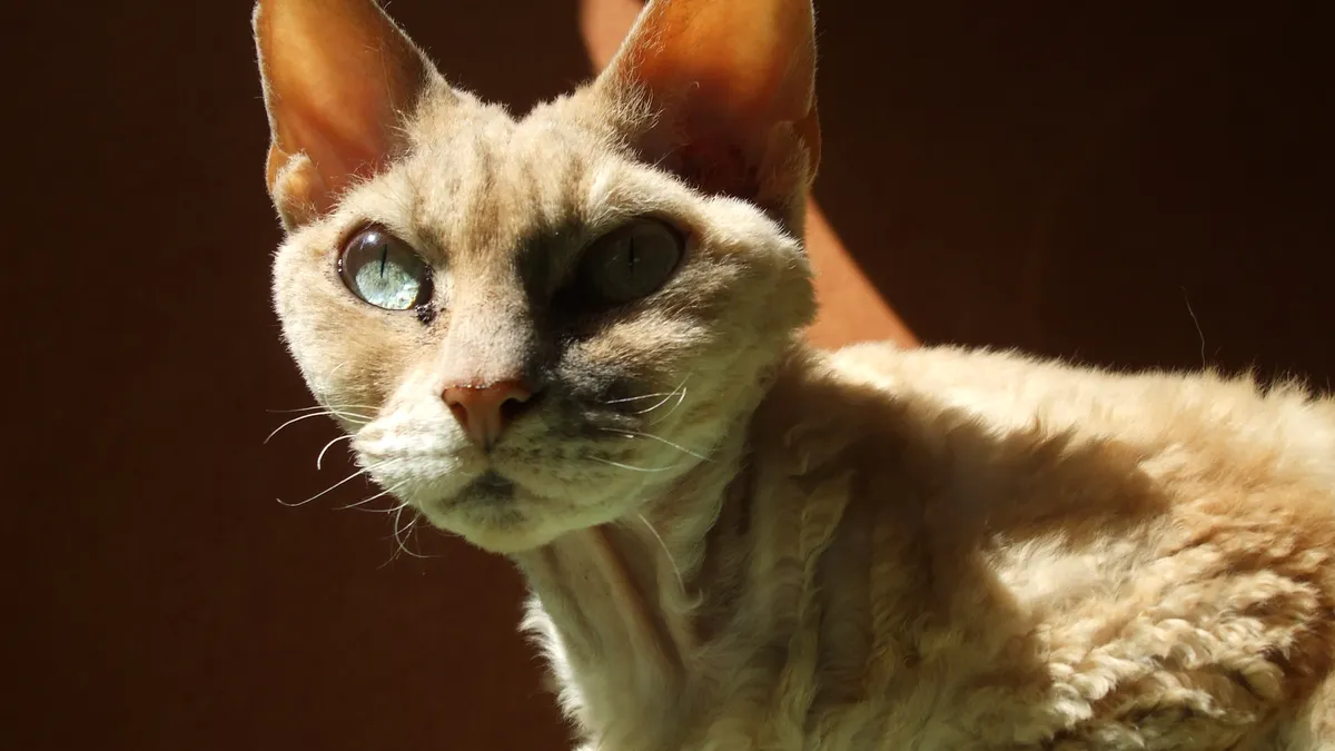 Chat Devon Rex au pelage frisé crème, très grandes oreilles, gros plan sur le visage aux yeux clairs
