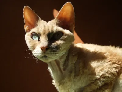 Chat Devon Rex au pelage frisé crème, très grandes oreilles, gros plan sur le visage aux yeux clairs