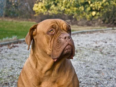 Dogue de Bordeaux au museau massif et plissé, robe acajou, portrait en extérieur