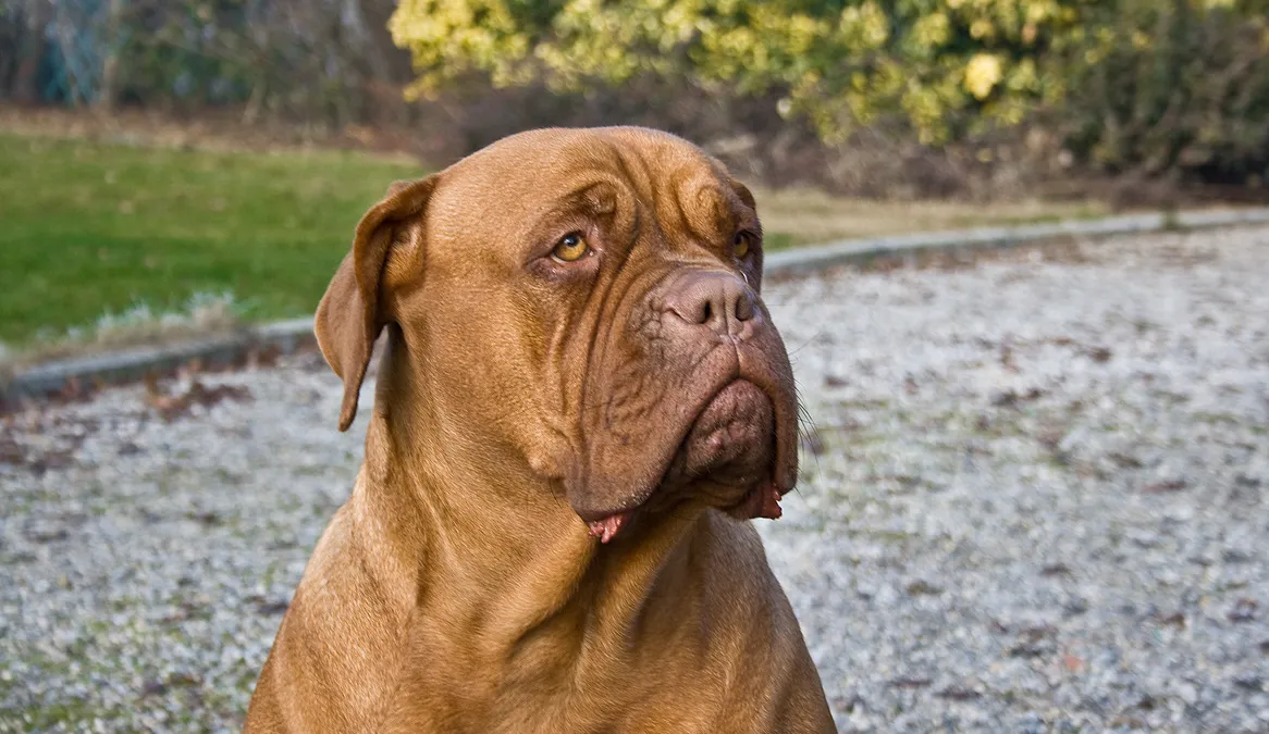 Dogue de Bordeaux au museau massif et plissé, robe acajou, portrait en extérieur