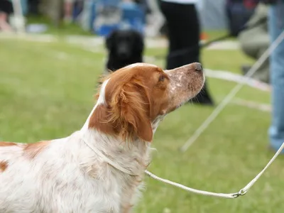 Épagneul Breton en gros plan lors d'une exposition canine, robe blanc et orange, oreilles tombantes