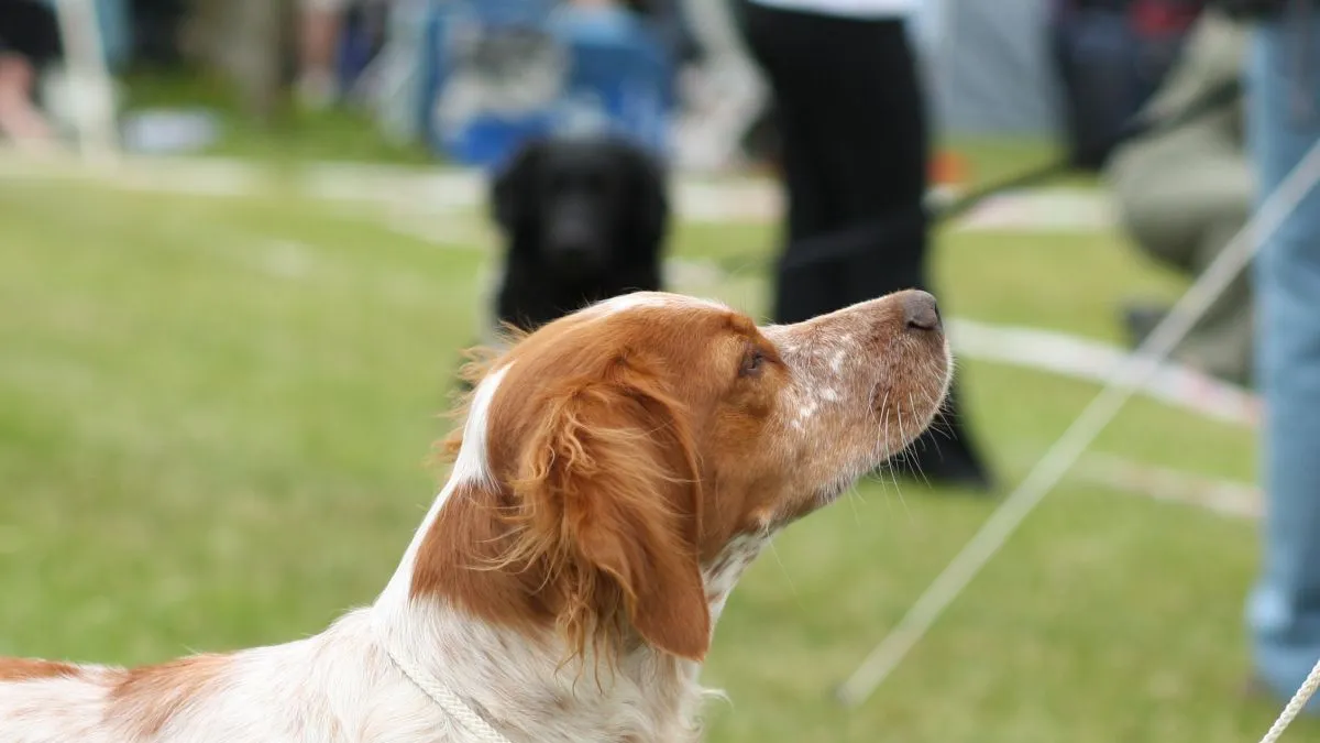 Épagneul Breton en gros plan lors d'une exposition canine, robe blanc et orange, oreilles tombantes