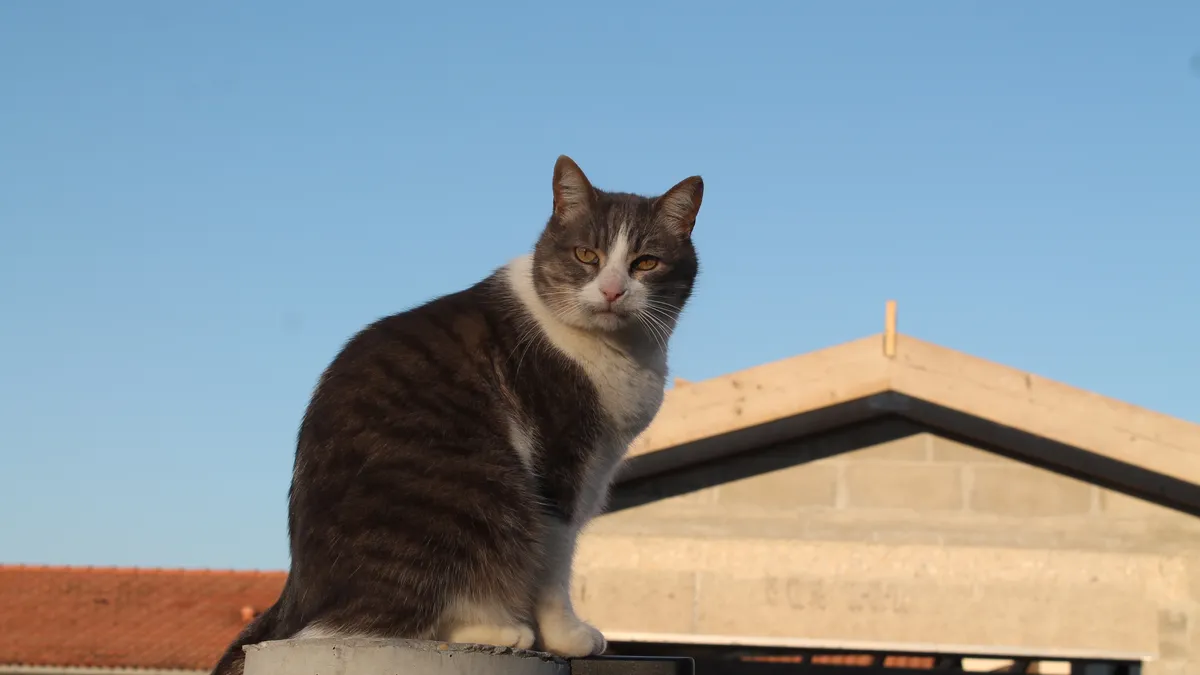 Chat Européen tigré assis à l'extérieur, ciel bleu en arrière-plan