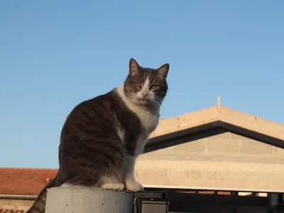 Chat Européen tigré assis à l'extérieur, ciel bleu en arrière-plan