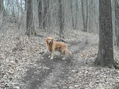 Golden Retriever debout sur un chemin forestier