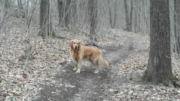 Golden Retriever debout sur un chemin forestier
